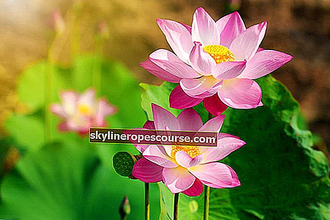 изображение на лотосово цвете