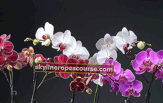 изображение на орхидея цвете