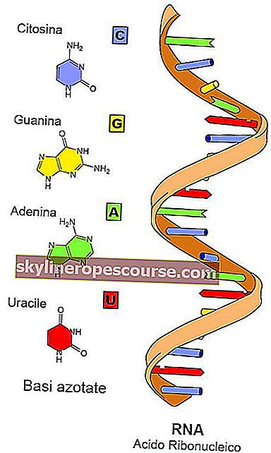 структурата на РНК генетичния материал