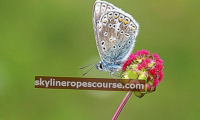 
   Metamorfoza leptira (slika + objašnjenje) PUNA
  