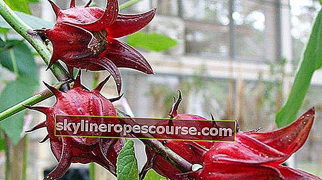 die Wirksamkeit der Rosella Pflanze Tabak