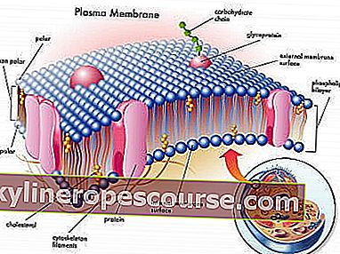 stanična membrana je
