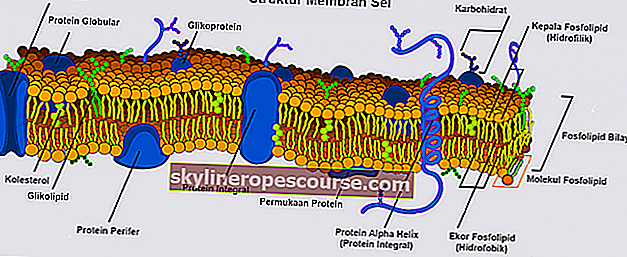 структурата на клетъчната мембрана е