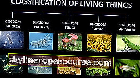 klasifikacija živih bića 5 kraljevstava