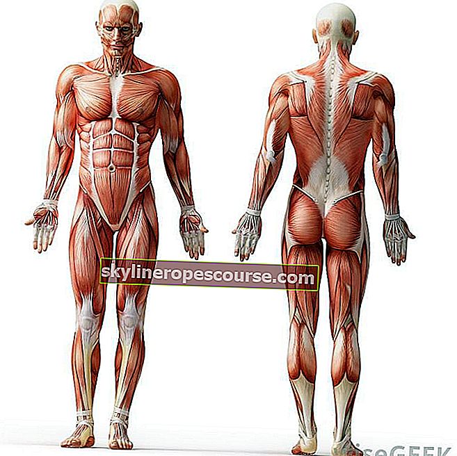 人体の解剖学