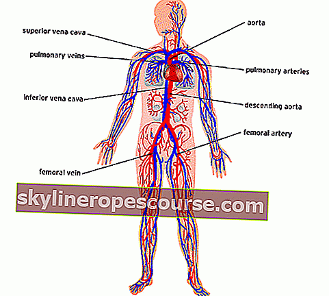 anatomija ljudskog tijela