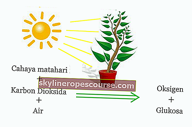 Procesul de fotosinteză