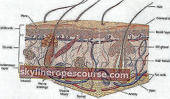 структура на човешката кожа