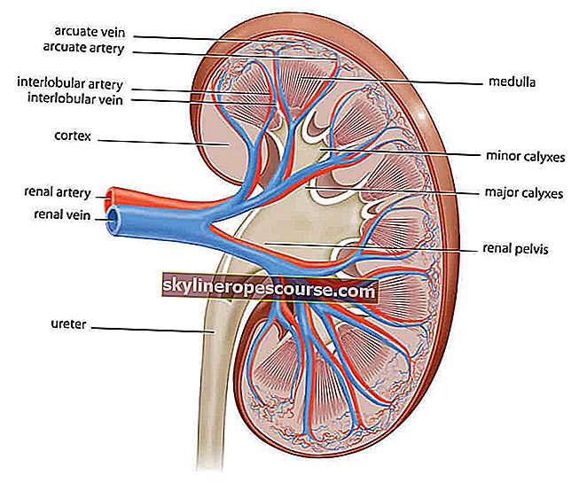 Teile der menschlichen Niere für den Urinbildungsprozess