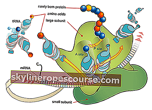 Proces sinteze proteina