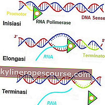 Proces transkripcije sinteze proteina