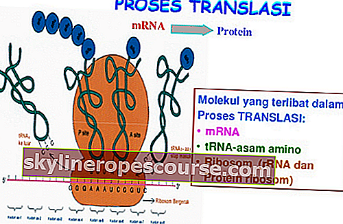 Vertaalproces van eiwitsynthese
