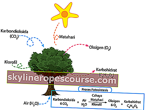 fotosintetske reakcije