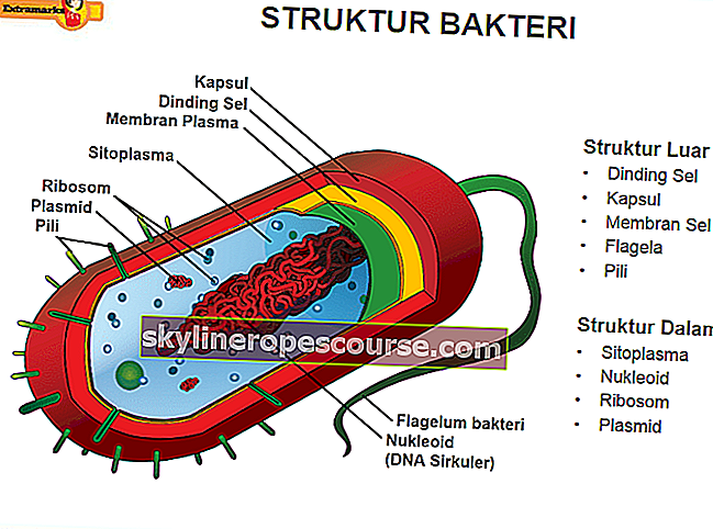 Бактериална структура