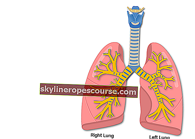 人間の気管支機能