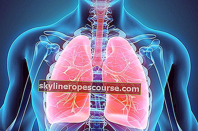 Бронхиолите и бронхите функционират в белите дробове
