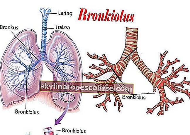 Funkcija bronhiola