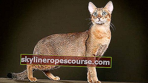 Opis: Chausie
