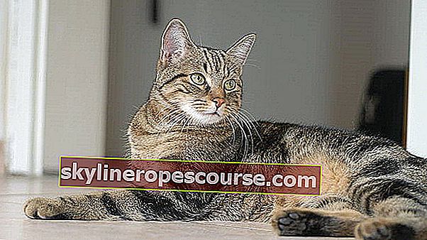 Opis: Europska kratkodlaka mačka