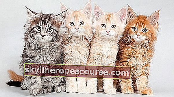 Opis: Maine Coon