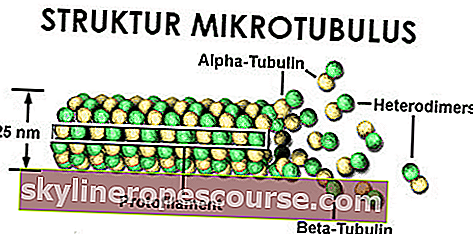 tierische Zellstruktur: Mikrotobuli