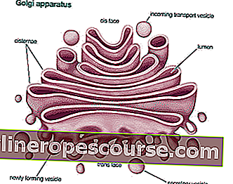 Golgi-Körper