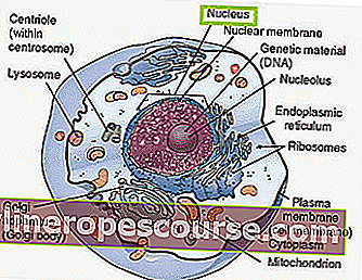 tierische Zellstruktur: Kern