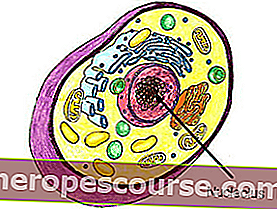 tierische Zellstruktur: Nucleolus