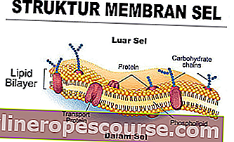 Membrane-celule