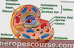Cytoplazma