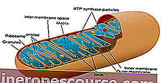 Mitochondriën
