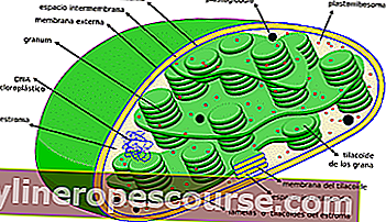 struktura komórek zwierzęcych: peroksysomy