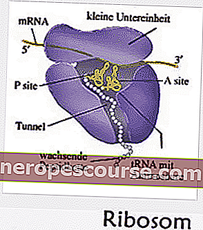 dierlijke celstructuur: ribosoom