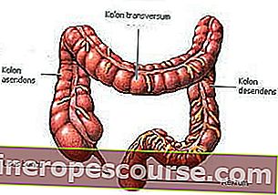 funkcija debelog crijeva