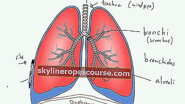 Отделителната система на белите дробове