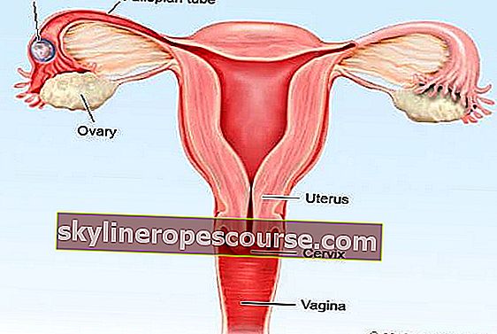 女性の生殖器官