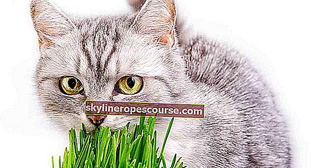 mačke jedu travu