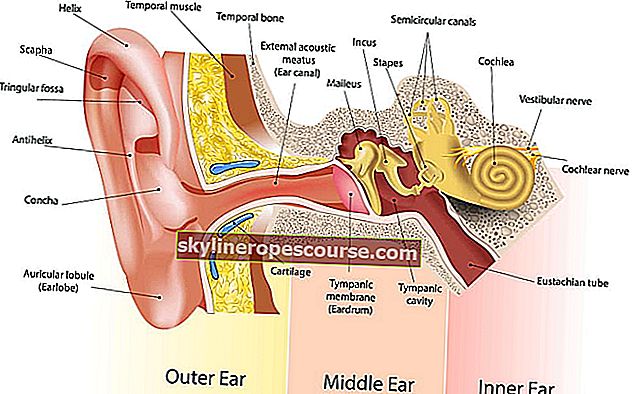 Ušni dio
