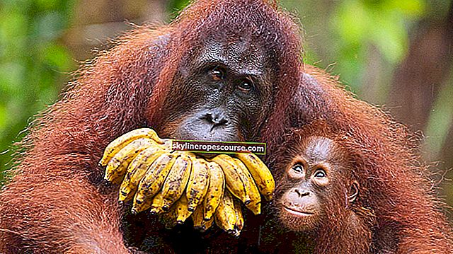 Afbeeldingsresultaten voor orang-oetans