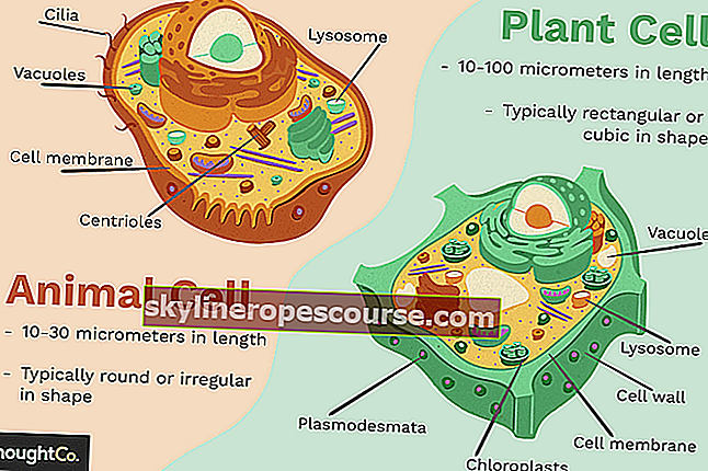 Dierlijke cellen en plantencellen