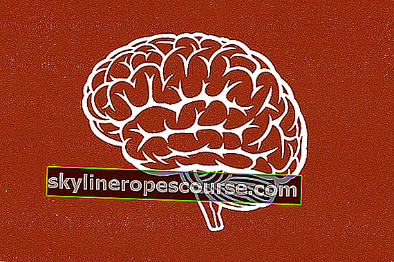 
   6 Grundlegende Informationen zum Gehirn
  