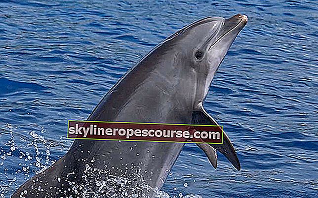 Резултат от изображението за делфин и човек