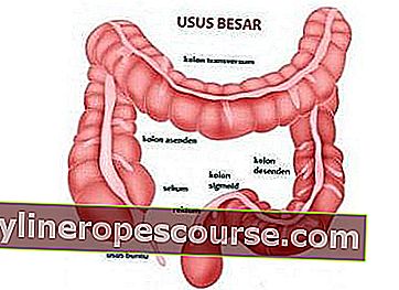 胃の人間の消化器系