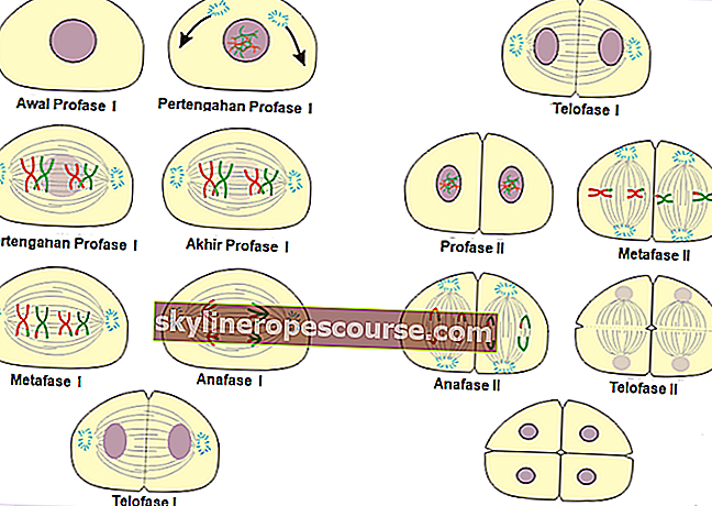 diferența dintre mitoză și meioză