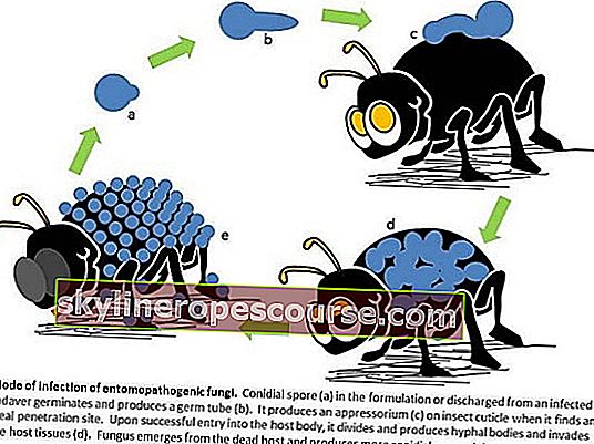 Beauveria bassiana: o ciupercă puternică de captare a insectelor ca bioinsecticid