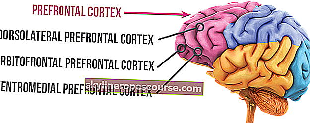 Bildergebnis für den präfrontalen Kortex